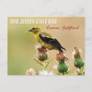 Carte Postale New Jersey State Bird - Eastern Goldfinch