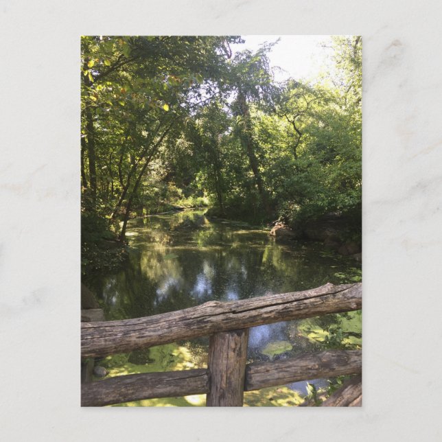 Carte Postale New York City NYC Central Park Trees Water Photo (Devant)