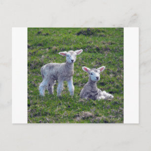 Carte Postale New Zealand Lambs