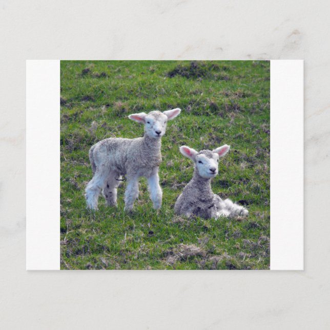 Carte Postale New Zealand Lambs (Devant)