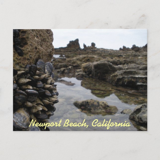 Carte Postale Newport Beach Muscles (Devant)