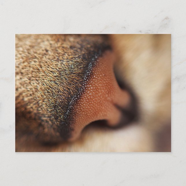 Carte Postale Nez de chat (Devant)