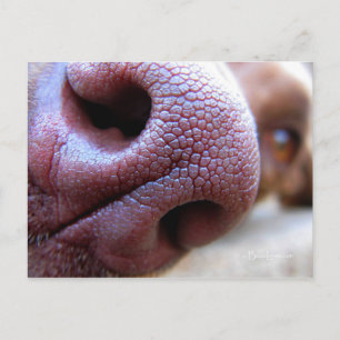 Carte Postale Nez de chien chiot