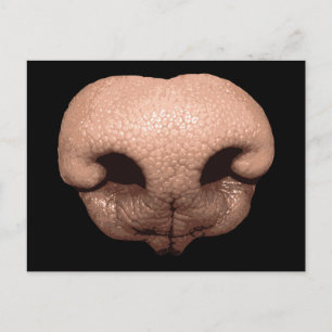 Carte Postale Nez de chien géant
