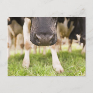 Carte Postale Nez de vache