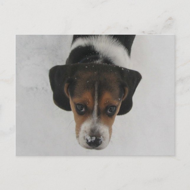 Carte Postale Nez gelé (Devant)