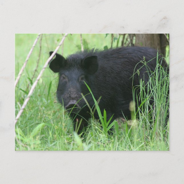 Carte Postale Nez sale (Devant)