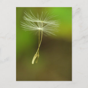 Carte Postale N'hésitez pas - Graines Dandelion volantes
