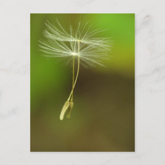 Carte Postale N'hésitez pas - Graines Dandelion volantes