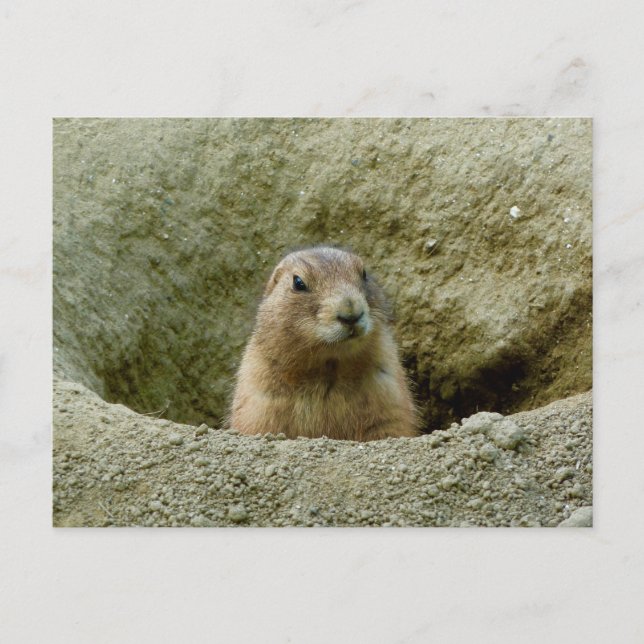 Carte Postale Nice Little Marmot (Devant)