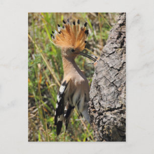 Carte Postale Nichage de l'alimentation en hoopoe