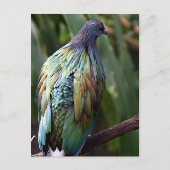 Carte postale Nicobar Pigeon Bird (Devant)