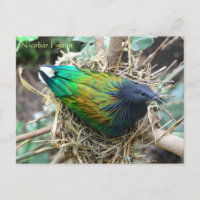 Nicobar Pigeon sur Nest Wildlife Series # 21