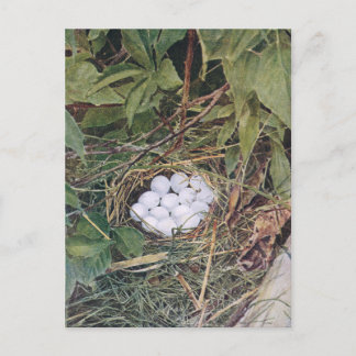 Carte Postale Nid Bobwhite plein d'oeufs