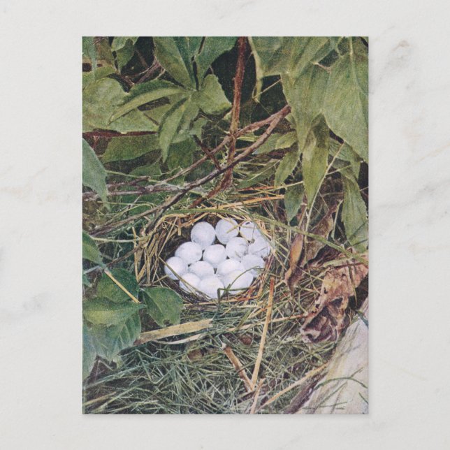 Carte Postale Nid Bobwhite plein d'oeufs (Devant)