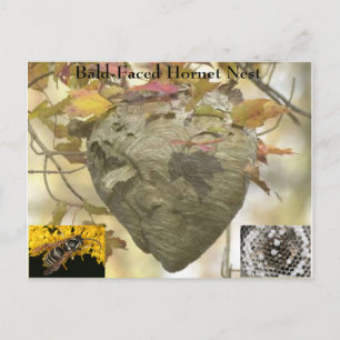 Carte Postale Nid de cornet à tête blanche