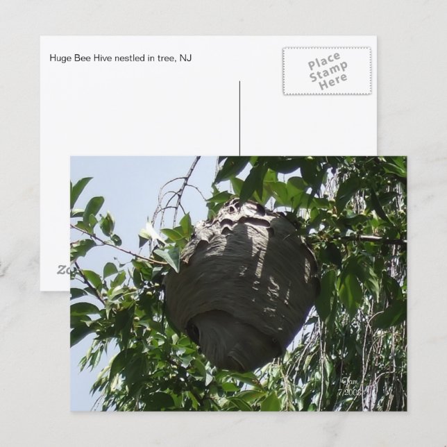 Carte Postale Nid de frelons niché dans un arbre (Devant / Derrière)