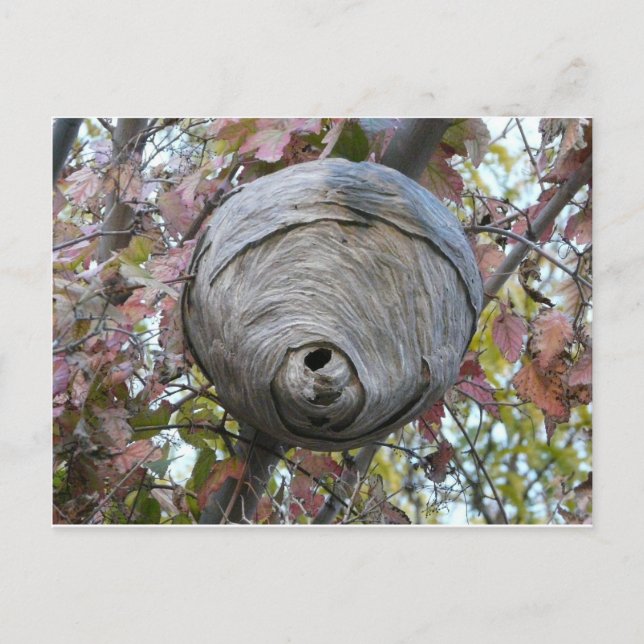 Carte Postale nid de guêpe (Devant)