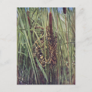 Carte Postale Nid de marais Wren en Cattails