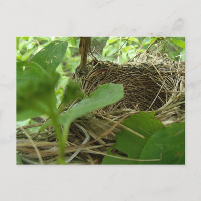 Carte Postale Nid d'oiseau nouvellement construit mais vide dans (Devant)