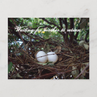 Carte Postale Nid isolé d'oiseaux