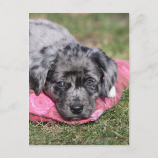 Carte Postale Niedlicher Mischlings-Welpe