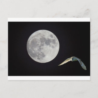 Carte Postale Night owl