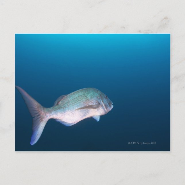 Carte Postale Nishiizumachi, Préfecture de Shizuoka, Japon (Devant)