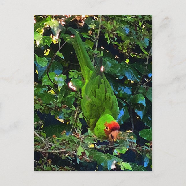 Carte postale no 1 en tête de cerise (Devant)