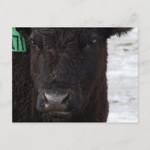 Carte postale 'No Bull'