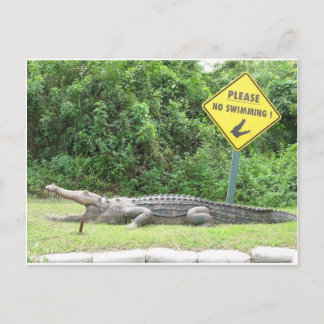 Carte Postale No Swimming!