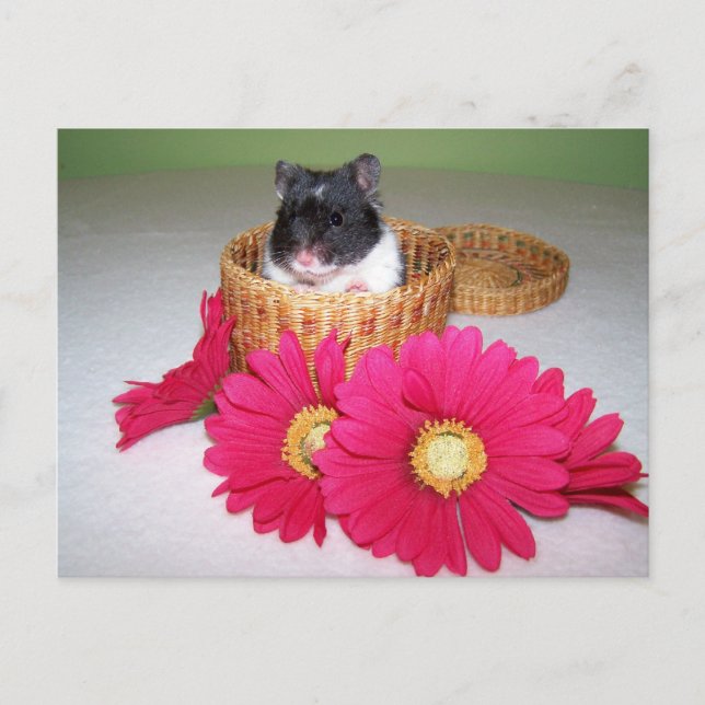 Carte Postale noah cutie (Devant)