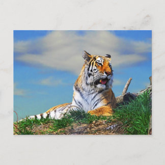 Carte Postale Nobel Tiger