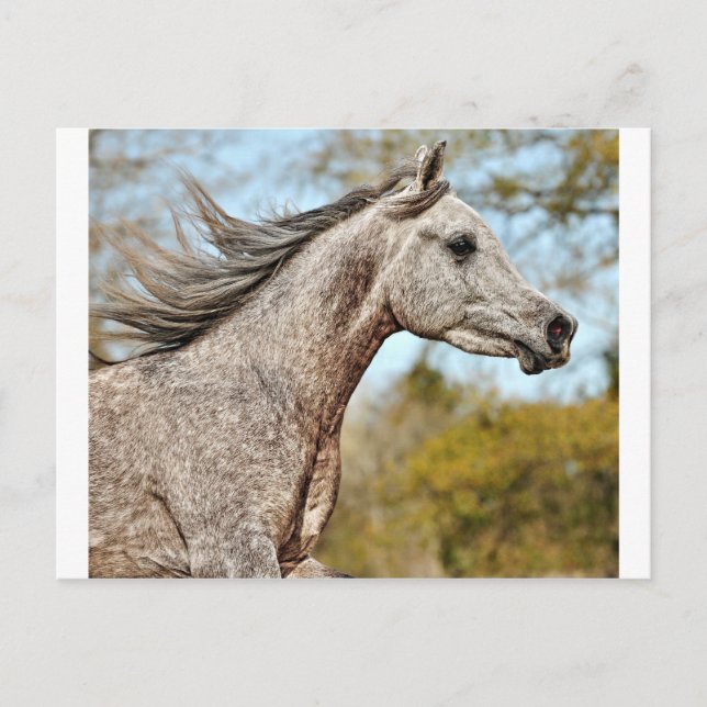 Carte Postale Noble et fier (Devant)