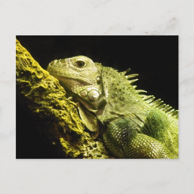 Carte postale Noble Iguana (Devant)