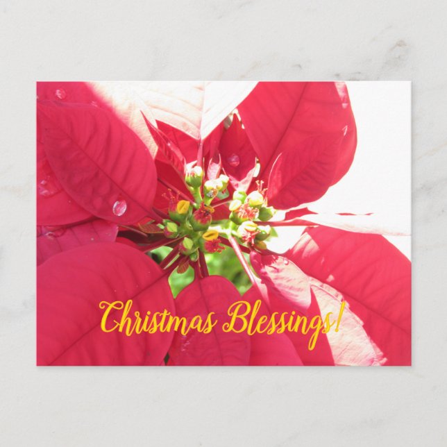 Carte postale Noël 004 - Carte postale (Devant)