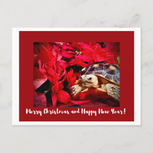 Carte Postale Noël Bébé Sulcata Tortue et poinsettias rouges