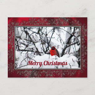 Carte Postale Noël de la photo cardinale Redbird