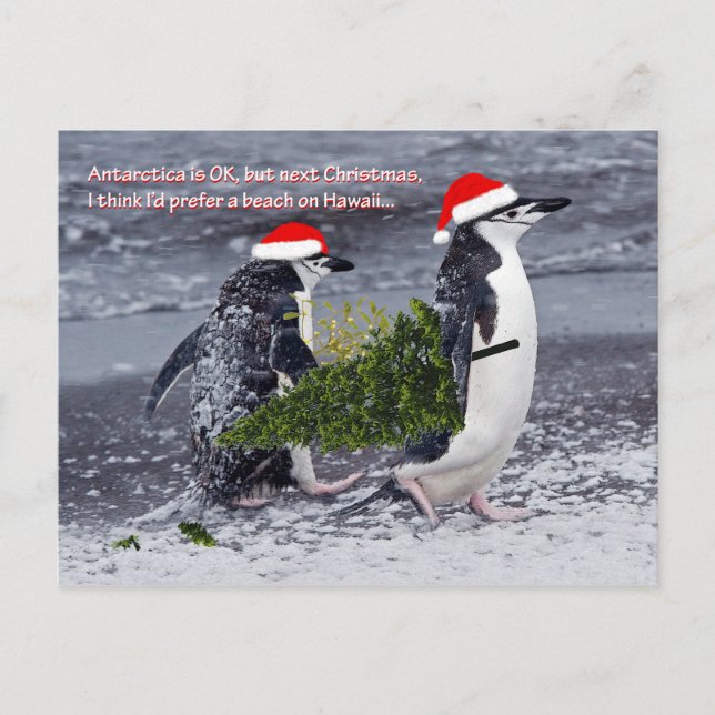Carte postale Noël de la plage Antarctique (Devant)