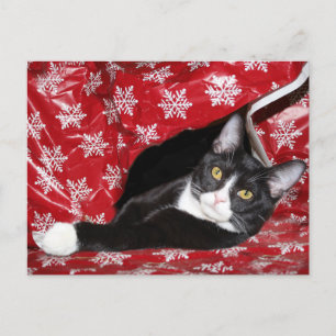 Carte Postale Noël du chat de Tuxedo