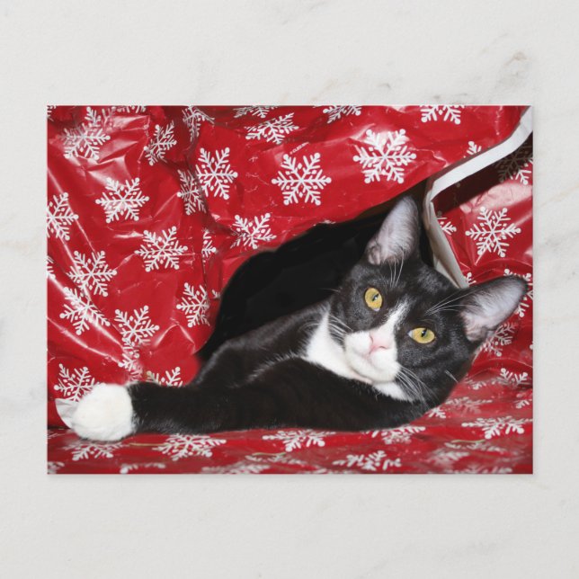 Carte Postale Noël du chat de Tuxedo (Devant)