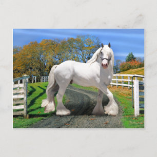 Carte Postale "Noel In Splendor"