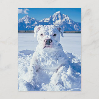 Carte Postale Noël Pitbull Chien Snowman