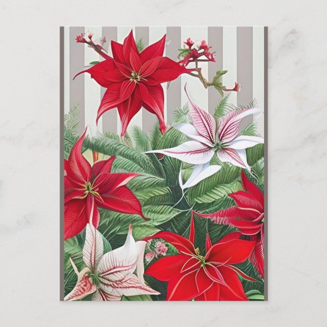 Carte Postale Noël Rouge Amaryllis et Poinsettias (Devant)