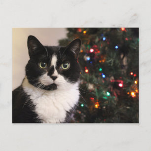 Carte postale Noël Tuxedo