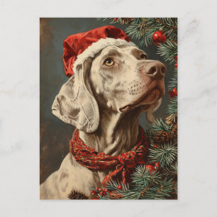 Carte Postale Noël Weimaraner