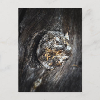 Carte Postale Nœud dans le Bois