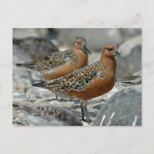 Carte Postale Noeud rouge