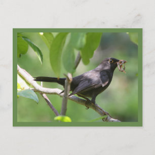 Carte Postale Noir