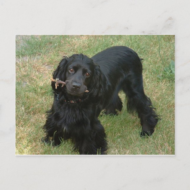 Carte Postale noir anglais cocker spaniel plein 2 (Devant)